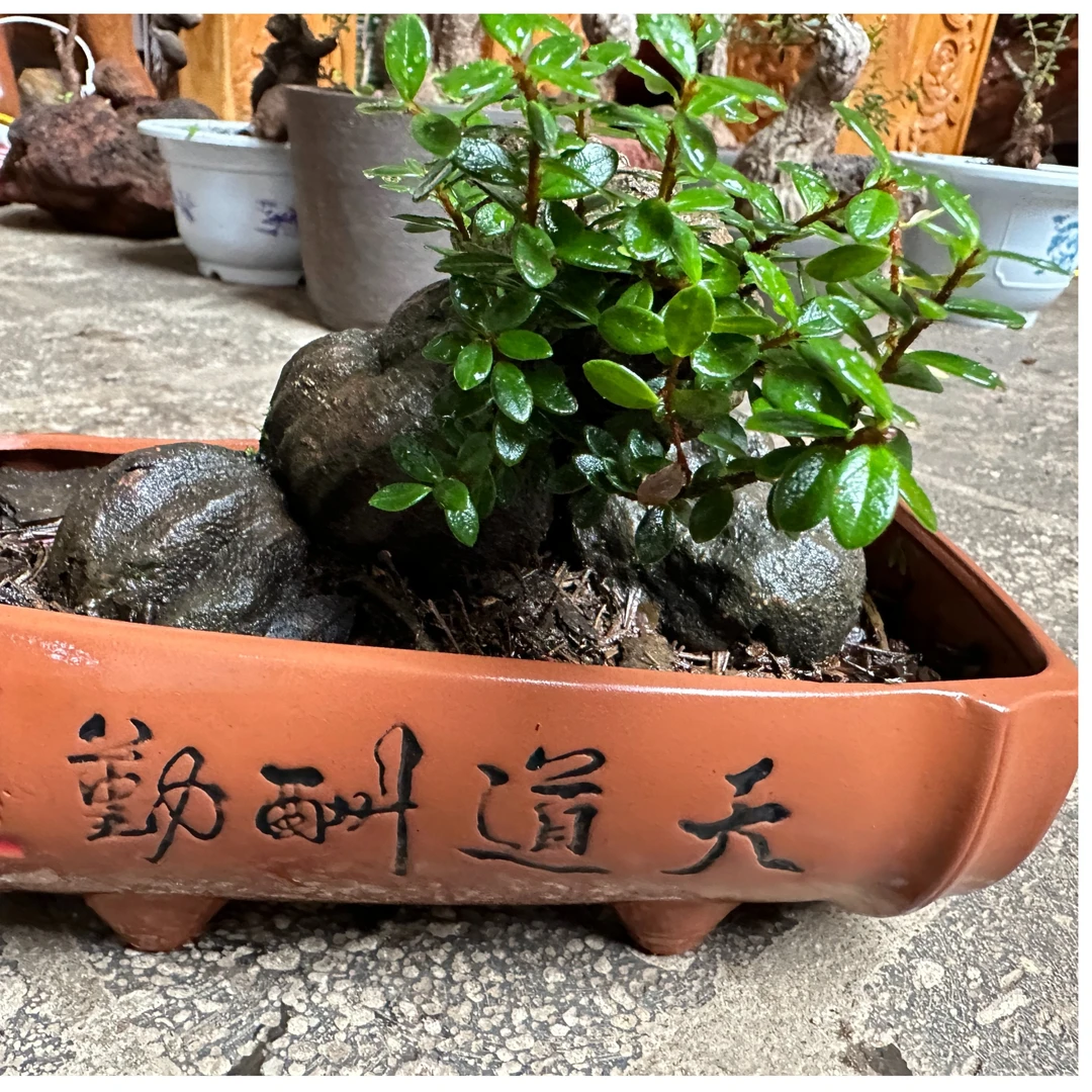 云南五翅梅，四季常青不落叶，开红花结紫果，果子可以食用，一物一拍