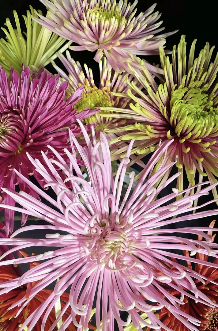 【多色烟花菊】何兰菊暴款大花型可切花绿植盆栽花卉室内外植物