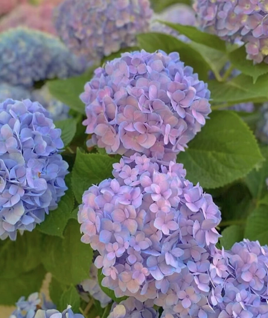 绣球多年生长花期可调色室内外盆栽绿植花期长