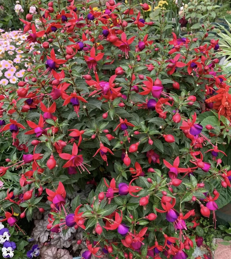 【灯笼花】倒挂金钟重瓣垂吊绿植室内外盆栽花卉植物