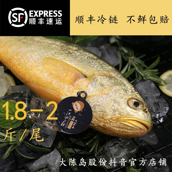 【台州大黄鱼】1.8-2.0斤半野生黄鱼深海无抗冰鲜发货到手2条
