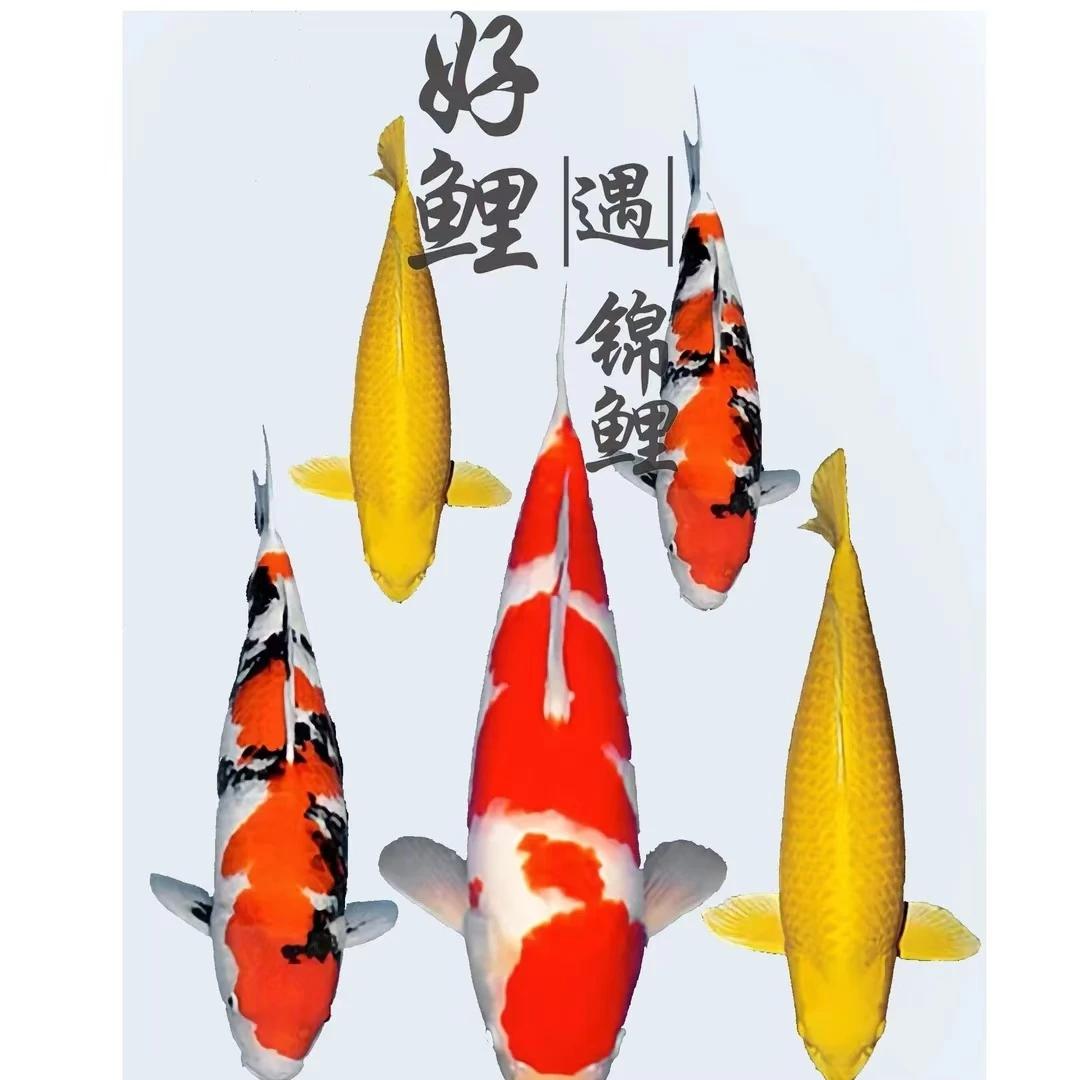 红白三色龙系孔雀秋翠大正昭和菲写芥子茶鲤冷水鱼好养耐活