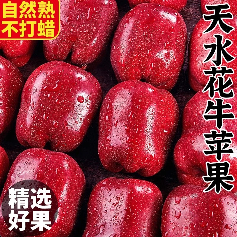 （脆粉两吃）正宗甘肃天水花牛苹果新鲜整箱包邮应季现摘甜苹果营养