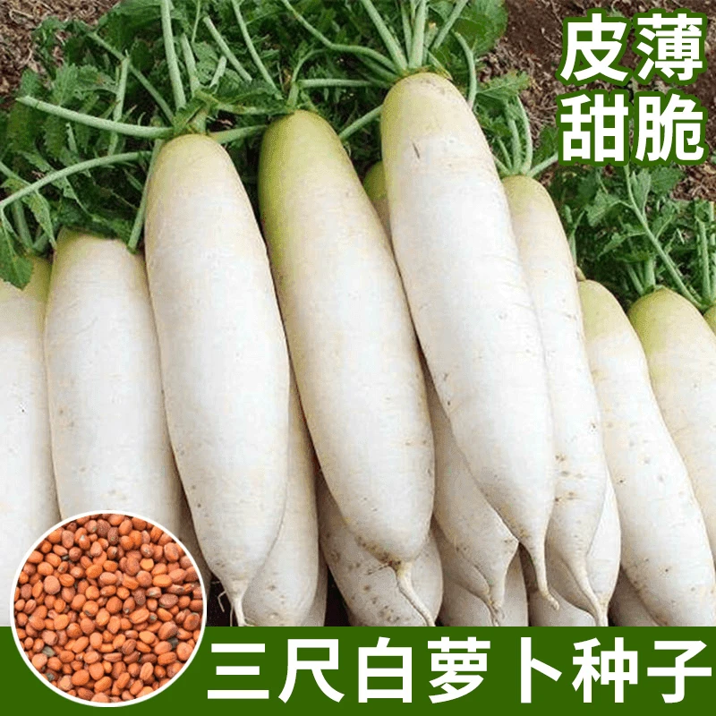 【全店满5包包邮】三尺白萝卜种子简单易种耐热耐抽苔阳台盆栽四