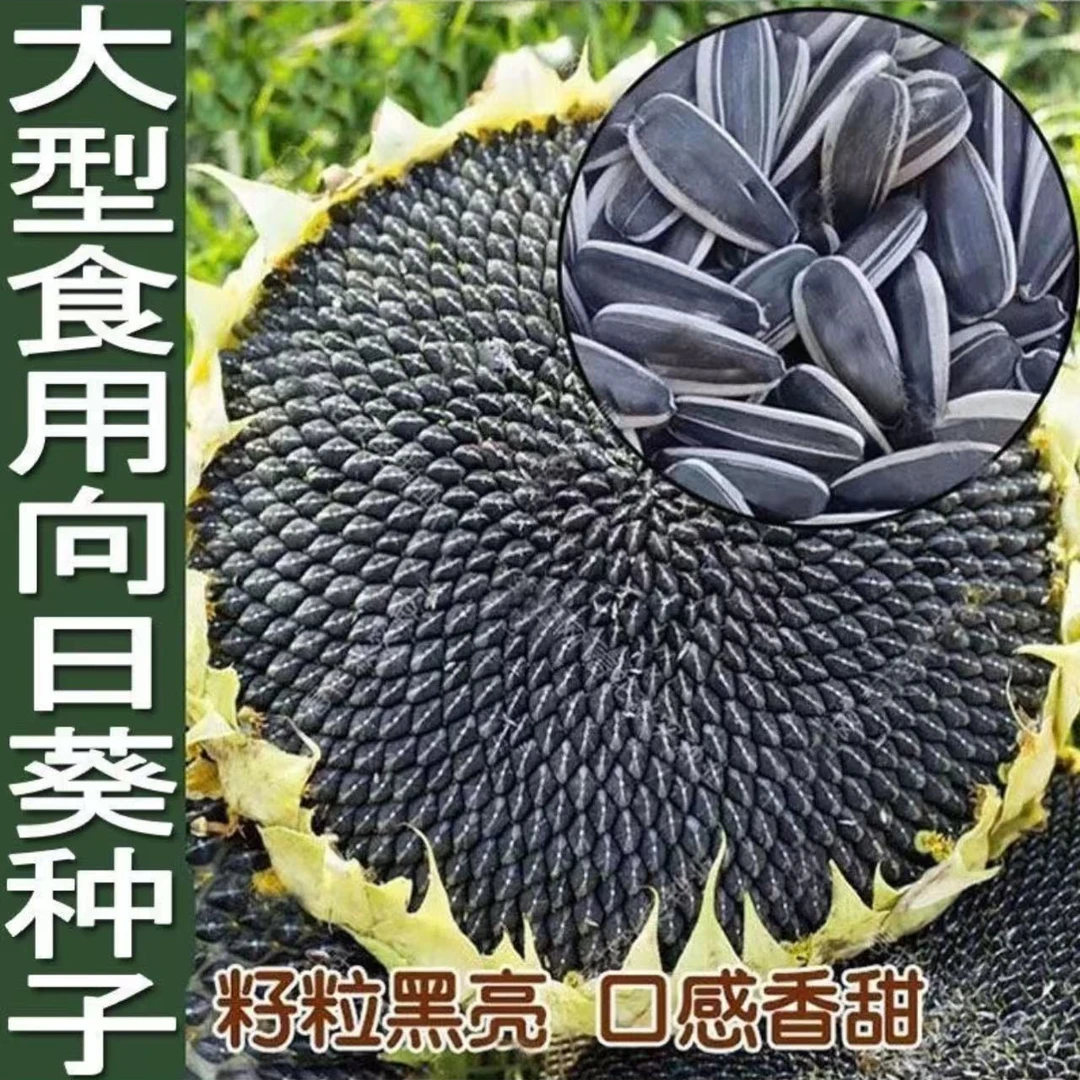 【全店满5元包邮】食用向日葵种子矮杆大粒高产瓜子种子饱满葵花