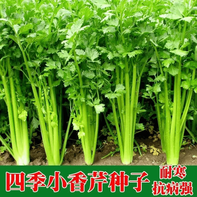 【全店满5包包邮】四季小香芹菜种子芹菜种子香味浓郁实心芹菜种