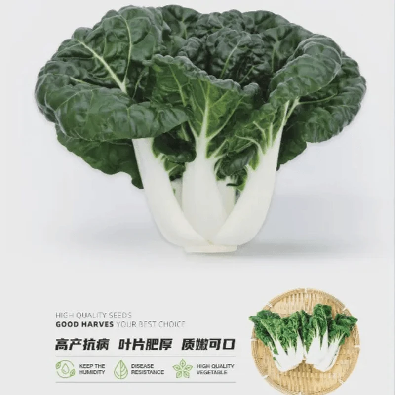 【全店满5包包邮】奶油白菜种子阳台花盆菜园子