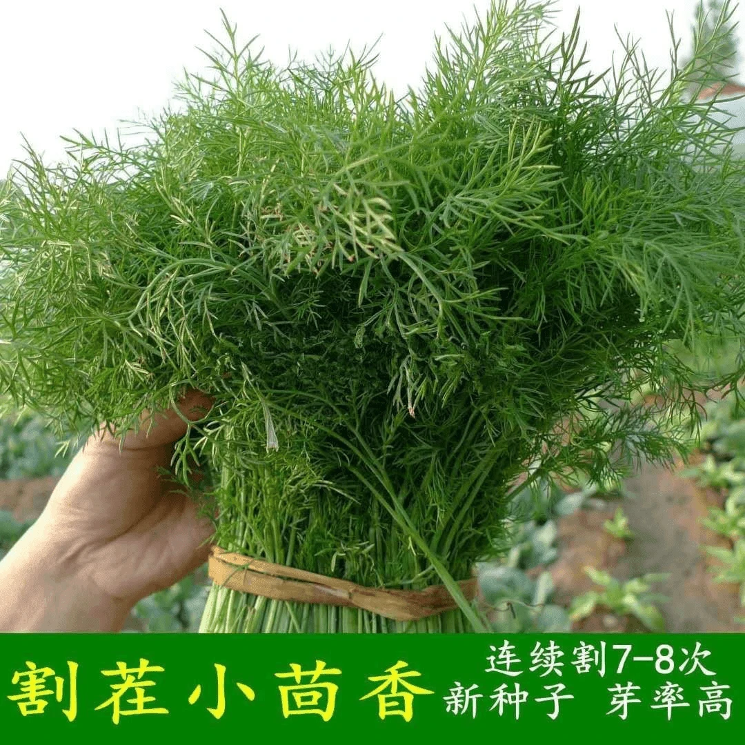 【全店满5包包邮】茴香种子多次采收割茬小叶茴香种籽四季种植谷