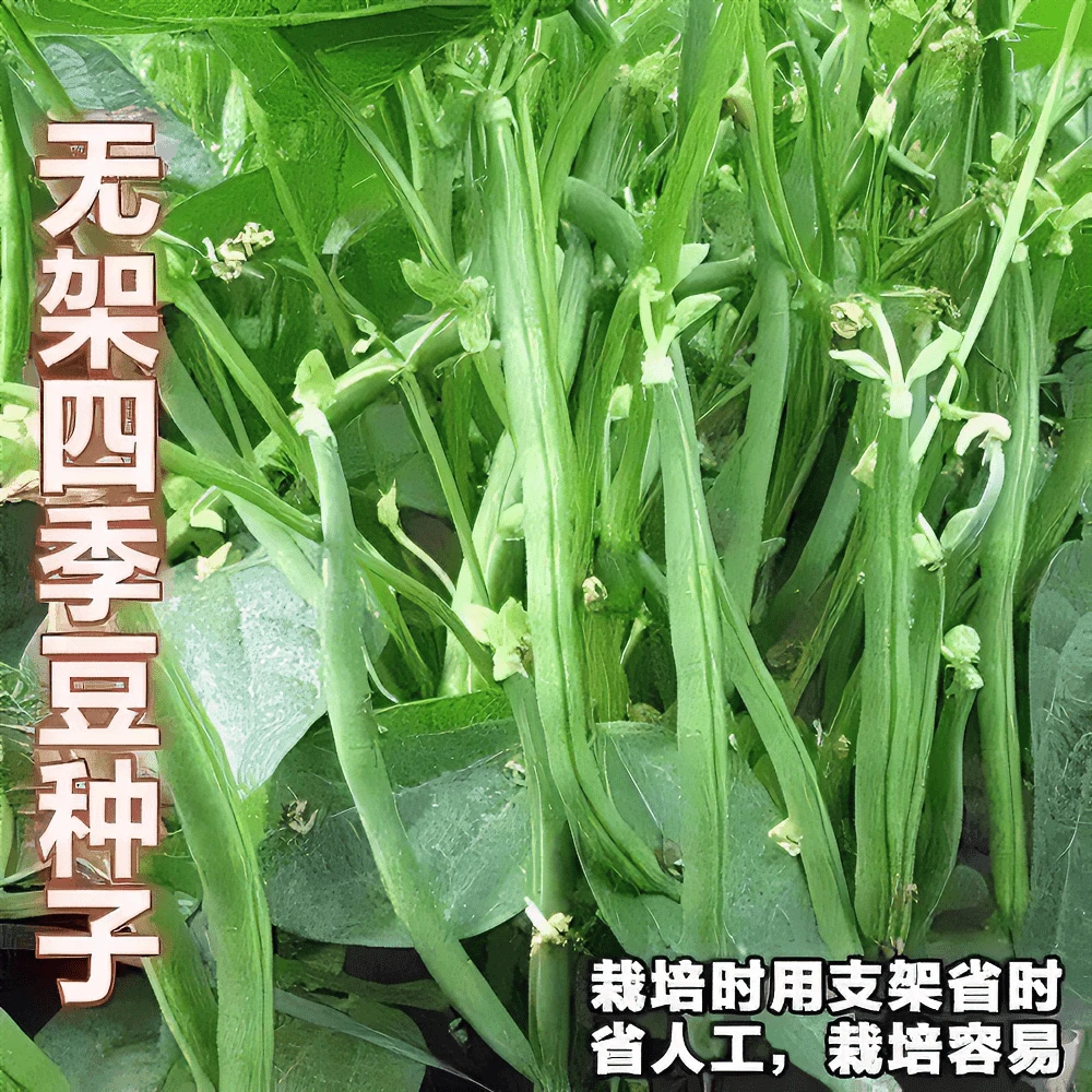 【全店满5包包邮】无架四季豆种子地豆角盆栽易种矮生不搭架阳台