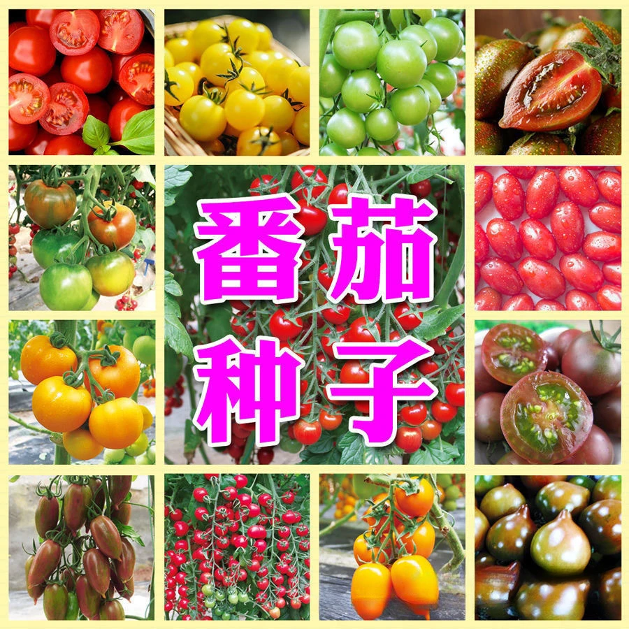 【全店满5包包邮】番茄大全四季播种樱桃番茄种子圣女果小番茄
