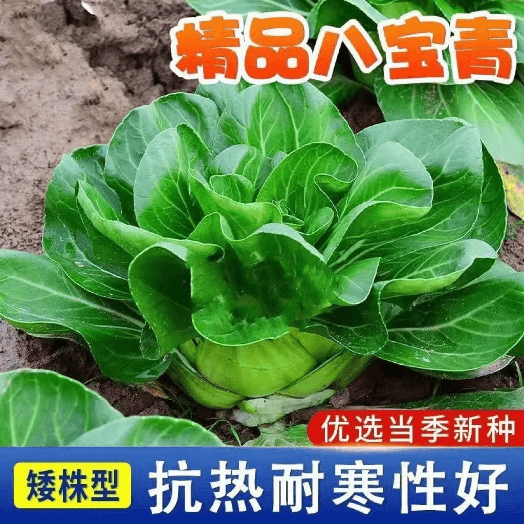 【全店满5包包邮】矮脚八宝青小油菜种子青菜籽上海青蔬菜种籽四