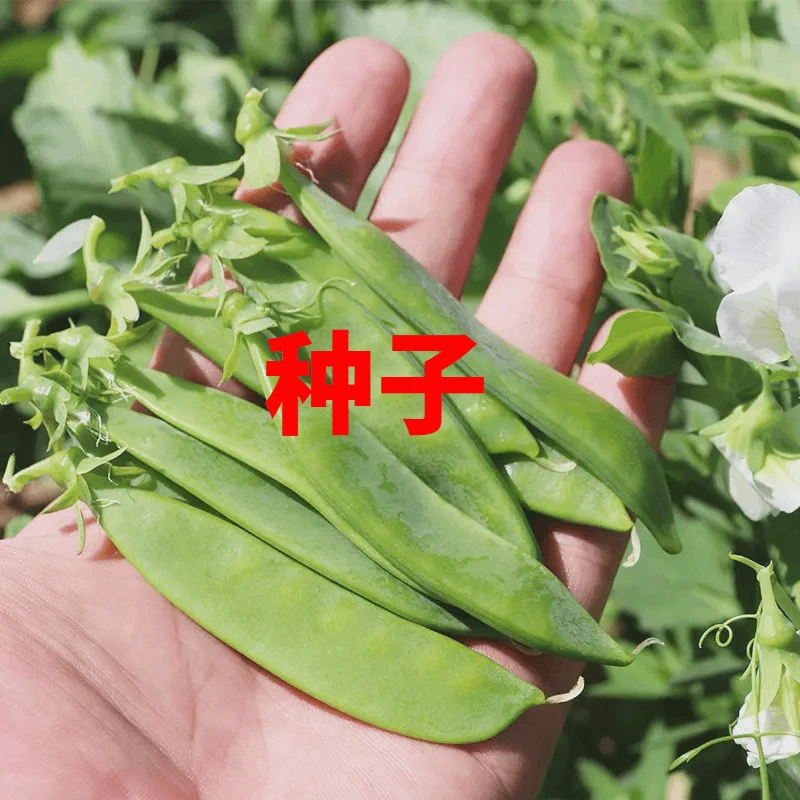 【全店满5包包邮】白花大荚荷兰豆种子豌豆尖种籽荷兰豆种籽蔬菜