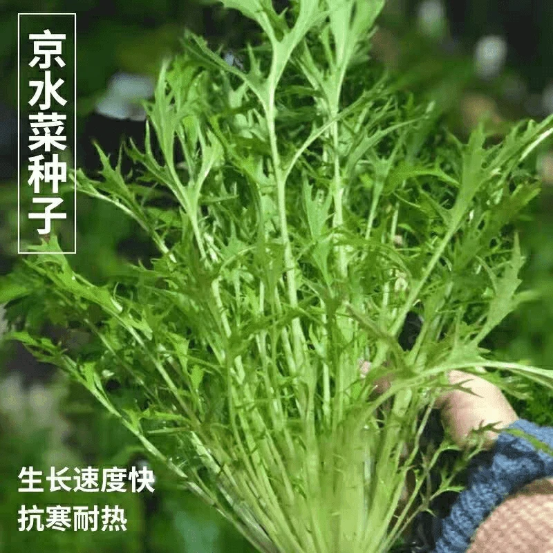 【全店满5包包邮】京水菜种子水晶菜种籽耐寒耐热庭院盆栽