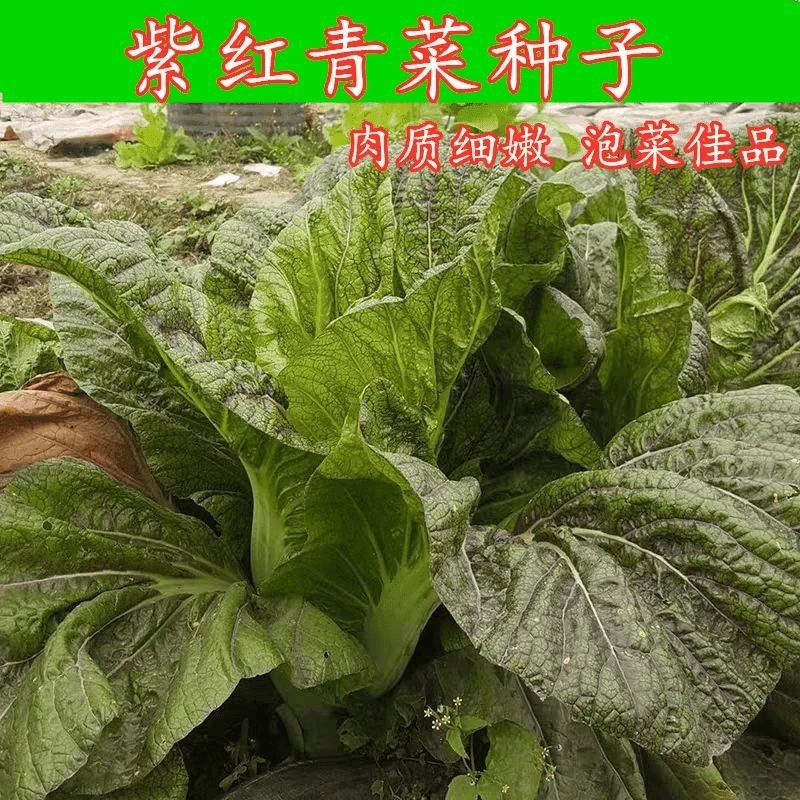 【全店满5包包邮】紫红青菜种子紫色芥菜宽帮大叶红筋青菜肉质细