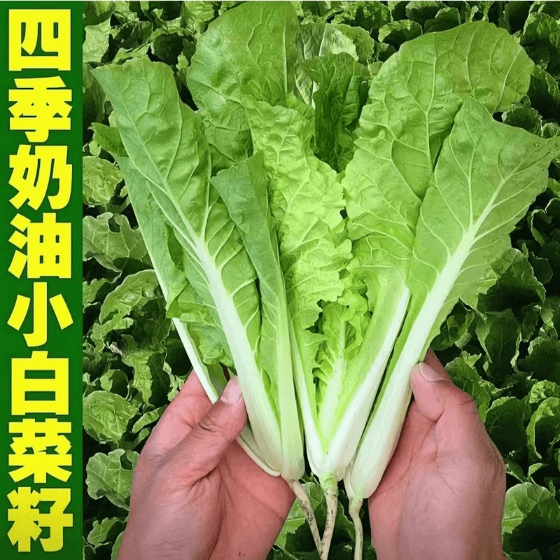 【全店满5包包邮】四季奶油品质优质良种营养小白菜种子速生种植