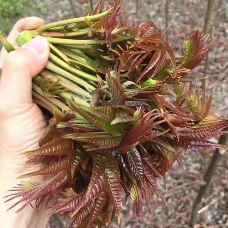 【全店满5元包邮】红油香椿种籽耐寒抗旱香椿树种子高产四季庭院