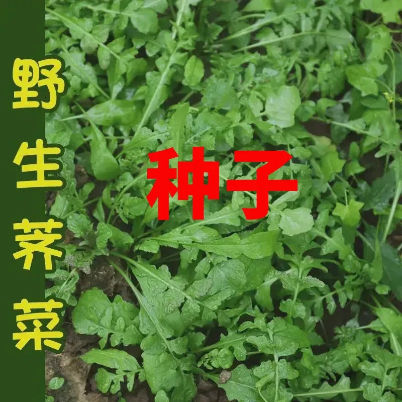 【全店满5包包邮】荠荠菜种子大叶四季菜籽香蔬菜种籽孑菜种野菜