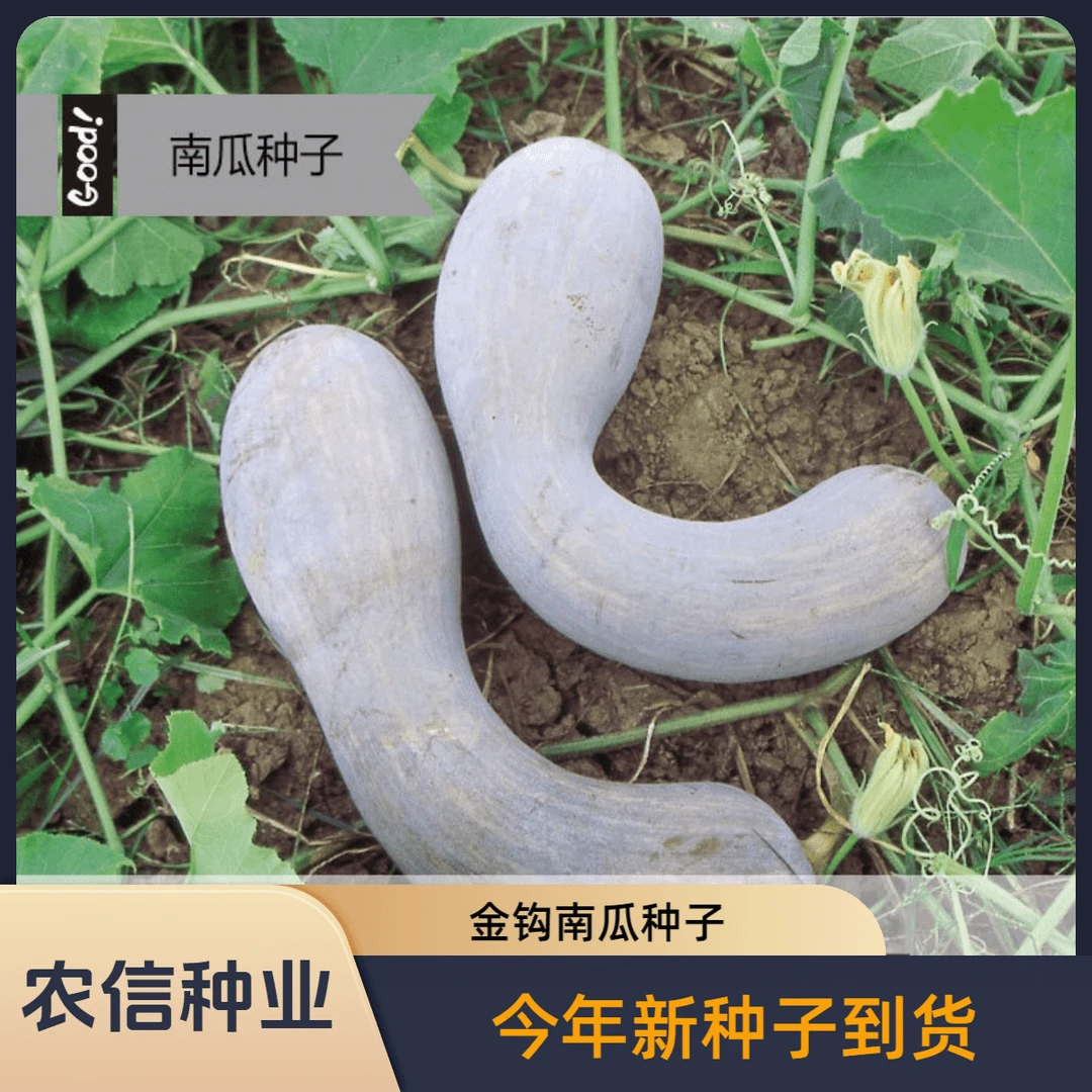 【全店满5元包邮】南瓜种子金钩南瓜种子南狼南瓜超甜香糯干面庭