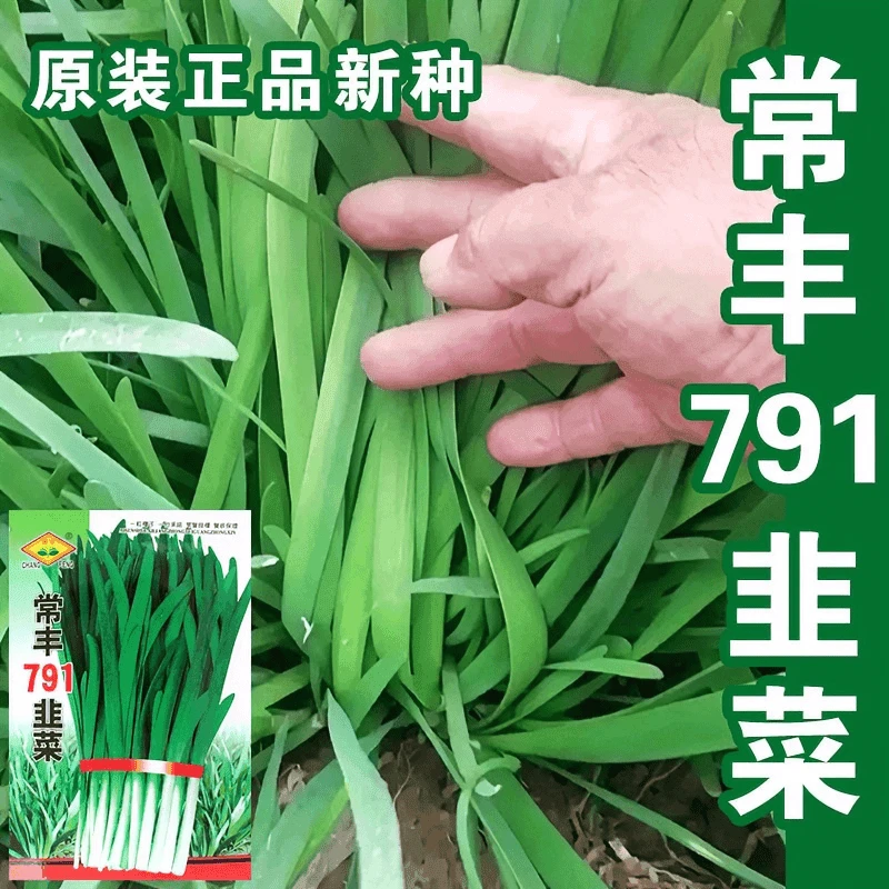 【全店满5米包邮】791白根韭菜种子四季播种阳台庭院多次收割易种