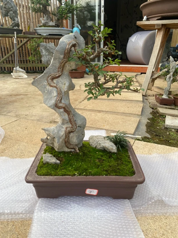 7号链接 精品盆景 直播链接 一物一拍