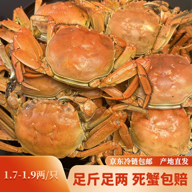【活蟹】闸宠蟹 1.7-1.9两 母蟹 8只盘锦稻田河蟹精美礼盒顺丰冷链