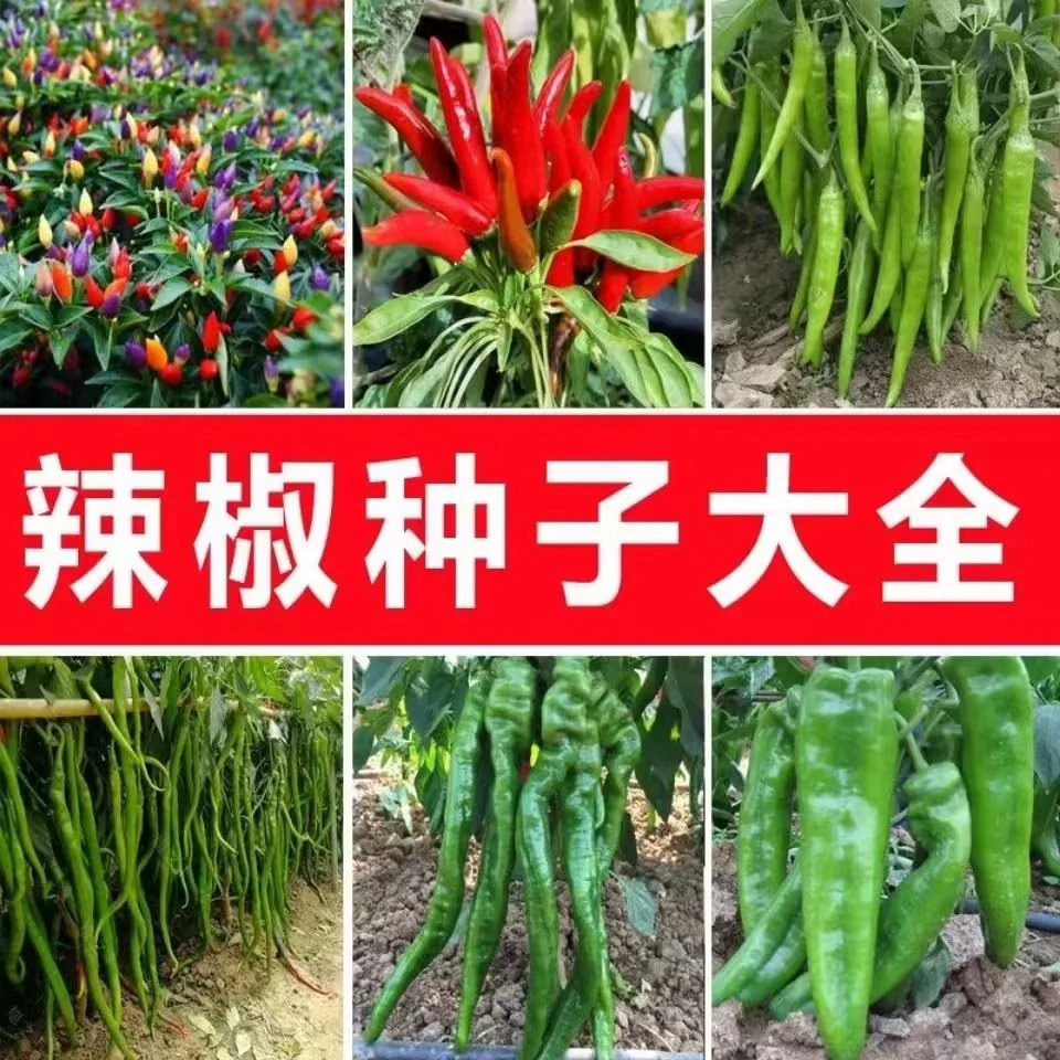 辣椒种子大全线椒薄皮椒螺丝椒甜椒美人椒种子