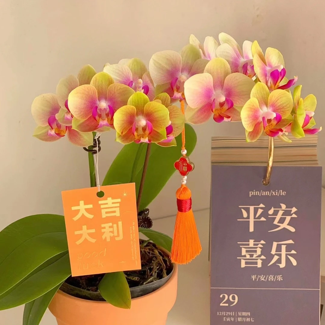 【多花剑】 桔香味    小橘子蝴蝶兰