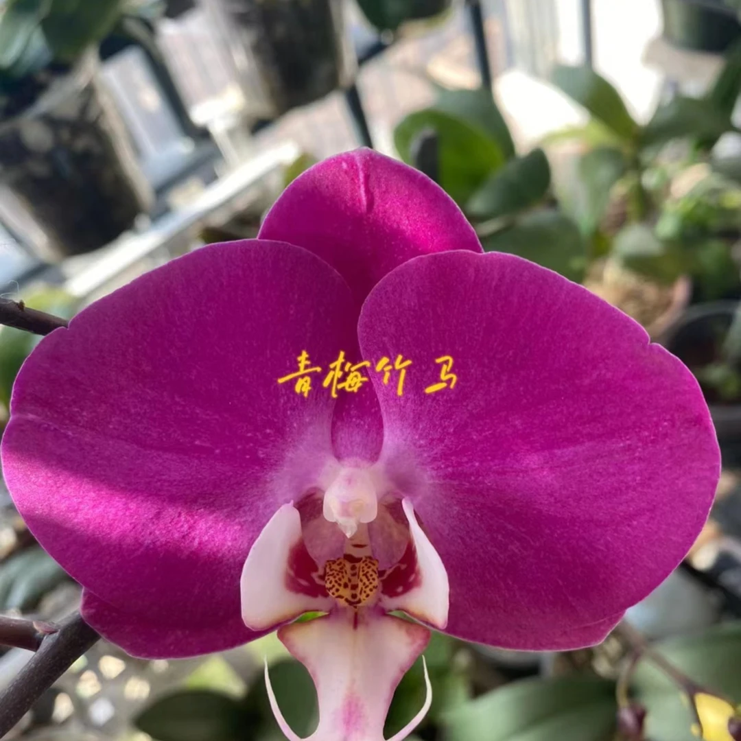【垂钓型大花】 青梅竹马蝴蝶兰带花剑2.8寸
