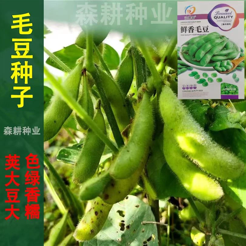 鲜香毛豆种子菜毛豆大荚大豆毛豆种籽青豆鲜食菜豆庭院蔬菜种子
