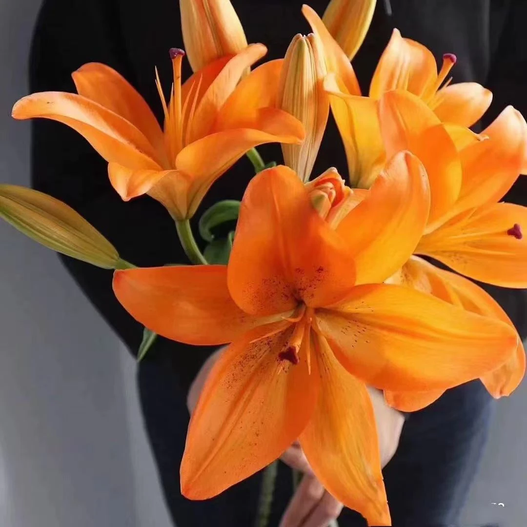 橙色百合种球  进口香水百合种球