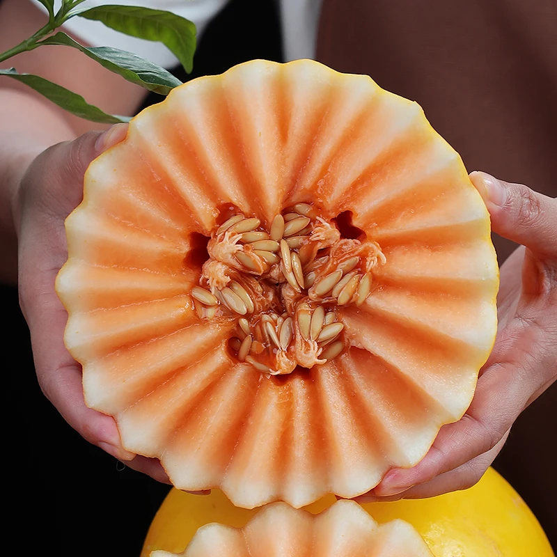 【达人推荐】甘肃民勤蜜瓜 水润香甜 瓜香浓郁 现摘现发/4.5-9斤 -k