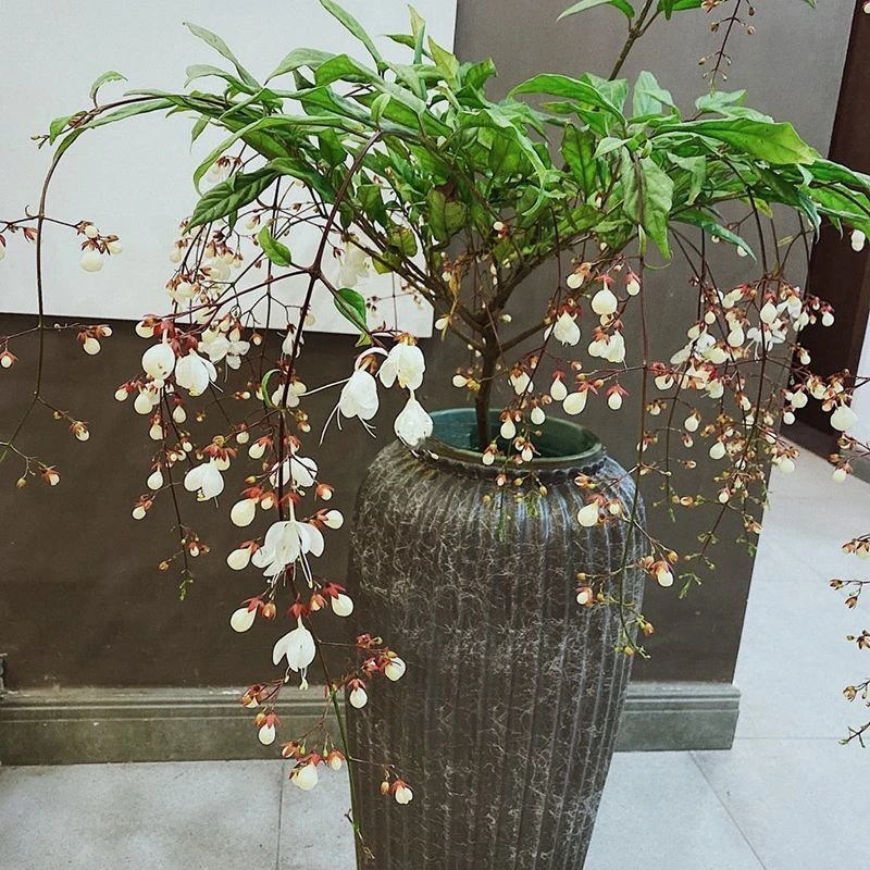 泰国垂丝茉莉垂丝栽进口老桩棒棒糖超长花期泰国茉莉花大棵特大号