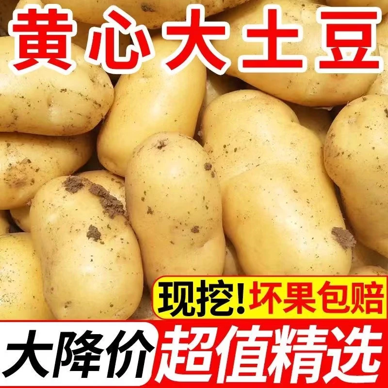 【新店半价】正宗黄心沙地土豆马铃薯10g/5/9斤高原富硒黄心产地直