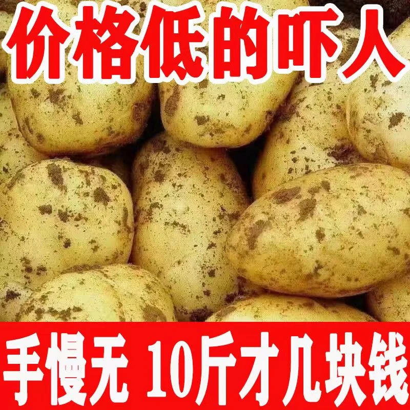 【沙面土豆】正宗黄心土豆沙面软糯马铃薯5/10斤坝上黄心土豆黄皮