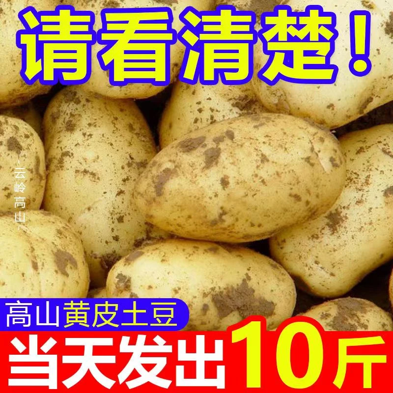 甘肃沙面黄心土豆黄心沙面软糯土豆1斤5斤整箱农家新鲜现挖生态