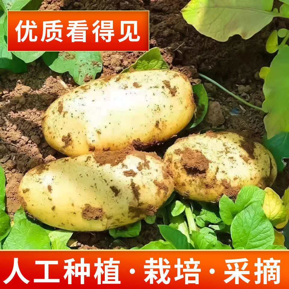 坝上新鲜黄皮黄心土豆粉农家自种现挖新鲜蔬菜马铃薯新5/9斤细腻