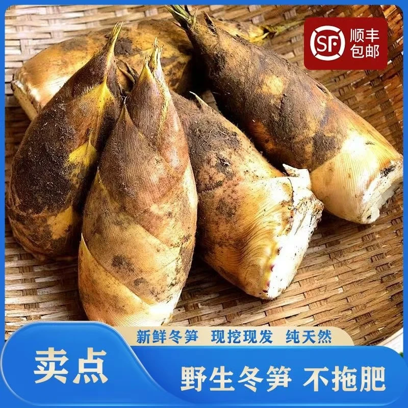 浙江丽水龙泉高山新鲜黄泥冬笋 现场称重 现发现挖/3斤装