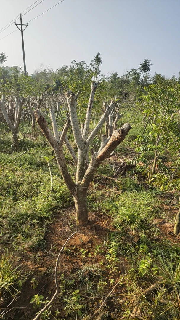 鸡蛋花树老桩树头红色
