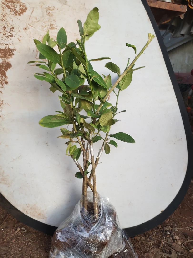 台湾四季香水柠檬苗可以盆栽地栽种植两年可以开花