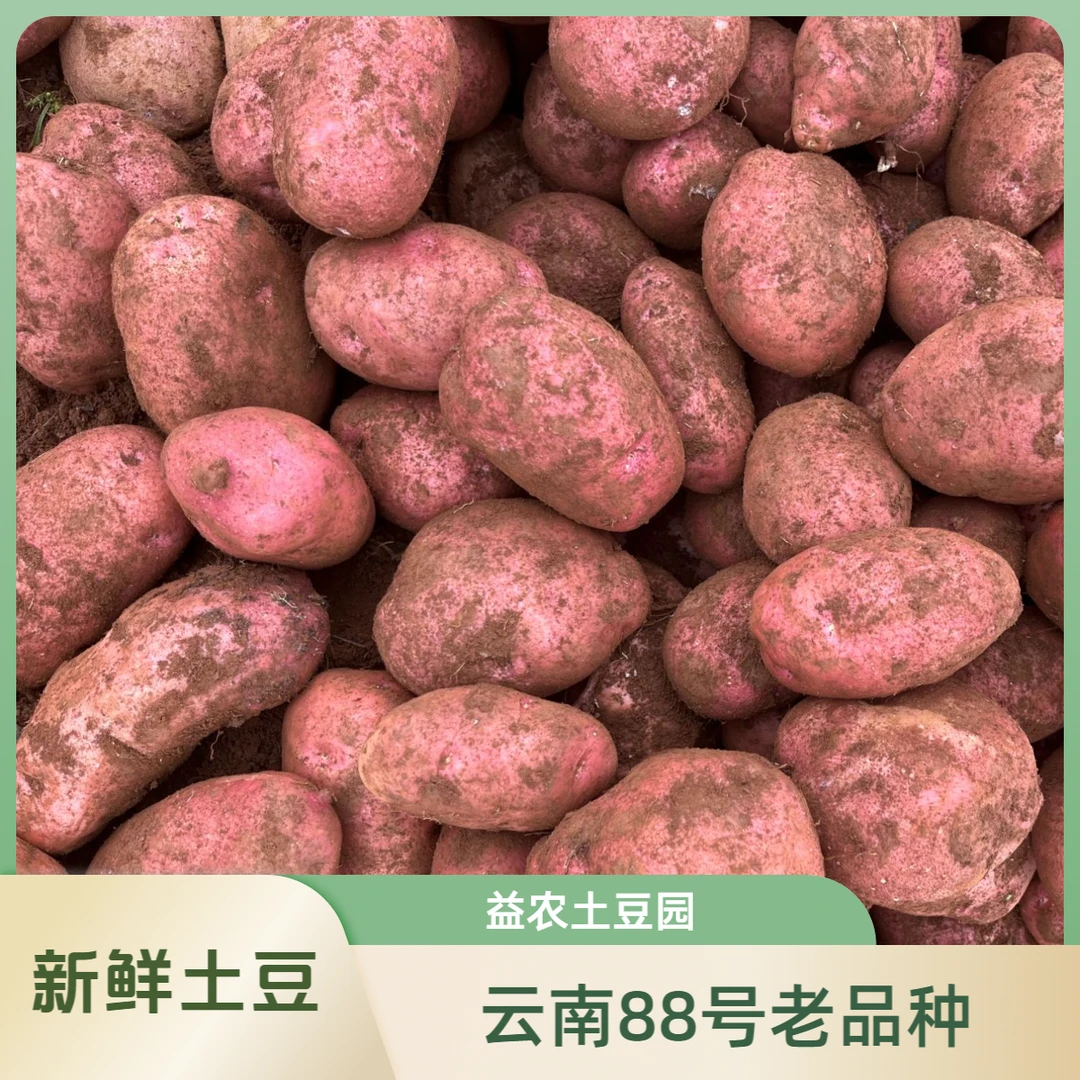 云南老品种88号红皮土豆合作88号马铃薯炸薯条专用土豆