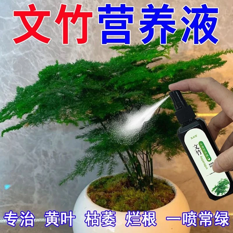 【常年绿】文竹专用营养液催绿促生长专治黄叶枯萎干尖烂根新型肥