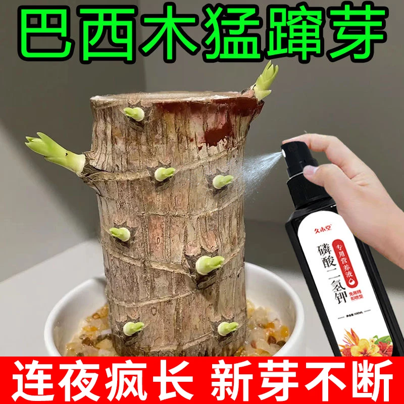 【好用】巴西木营养液幸运木爆芽剂促生根底部发霉巴西木专用肥料