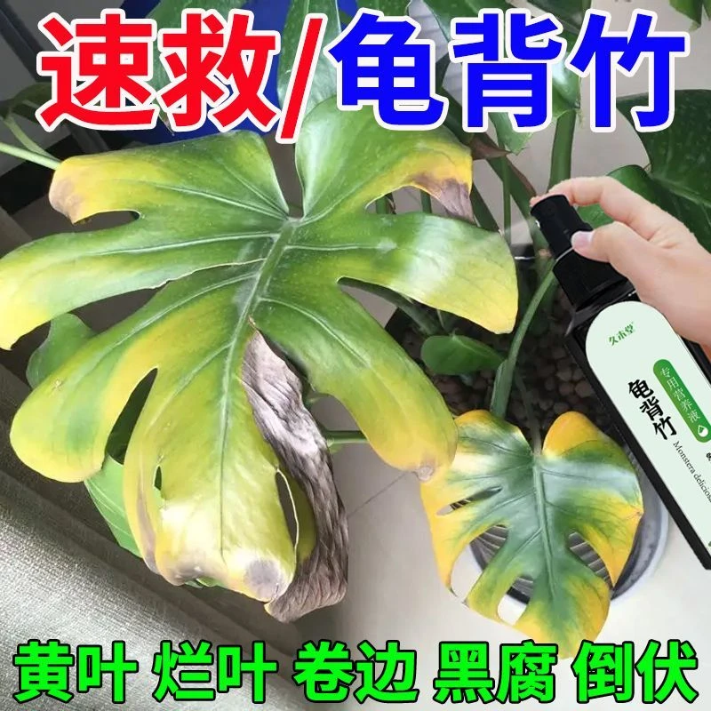 【全年旺】龟背竹营养液专用花肥专治发黄枯萎黑斑发蔫免稀释喷施