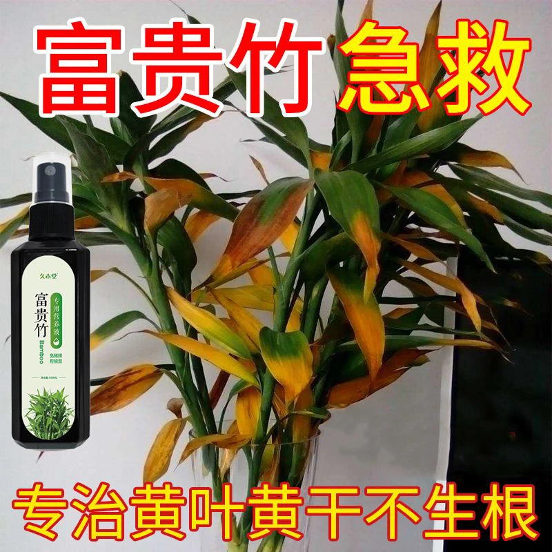【拯救黄叶】富贵竹营养液专治叶子发黄烂根免稀释水培植物液体肥
