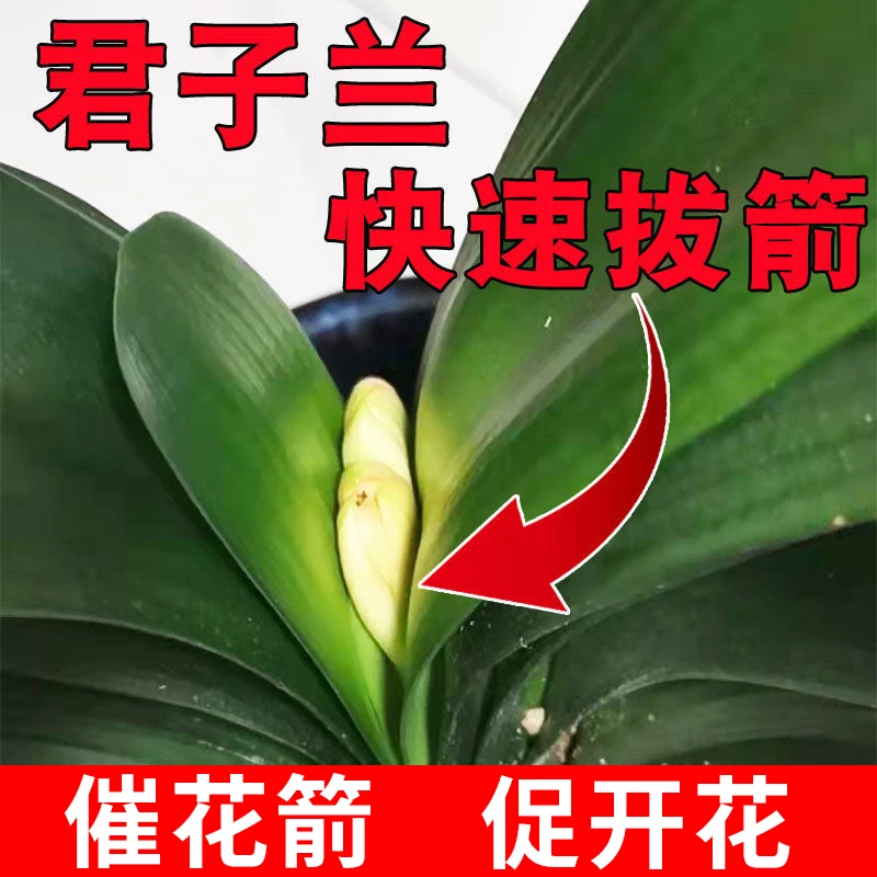 【专治徒长】君子兰专用肥营养液快速开花促箭剂防止黄叶不对称