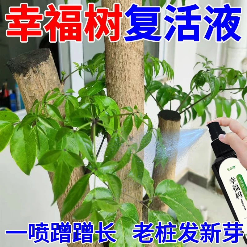 【急救液】幸福树专用营养液急救黄叶枯叶掉叶下垂叶斑烂根专用肥