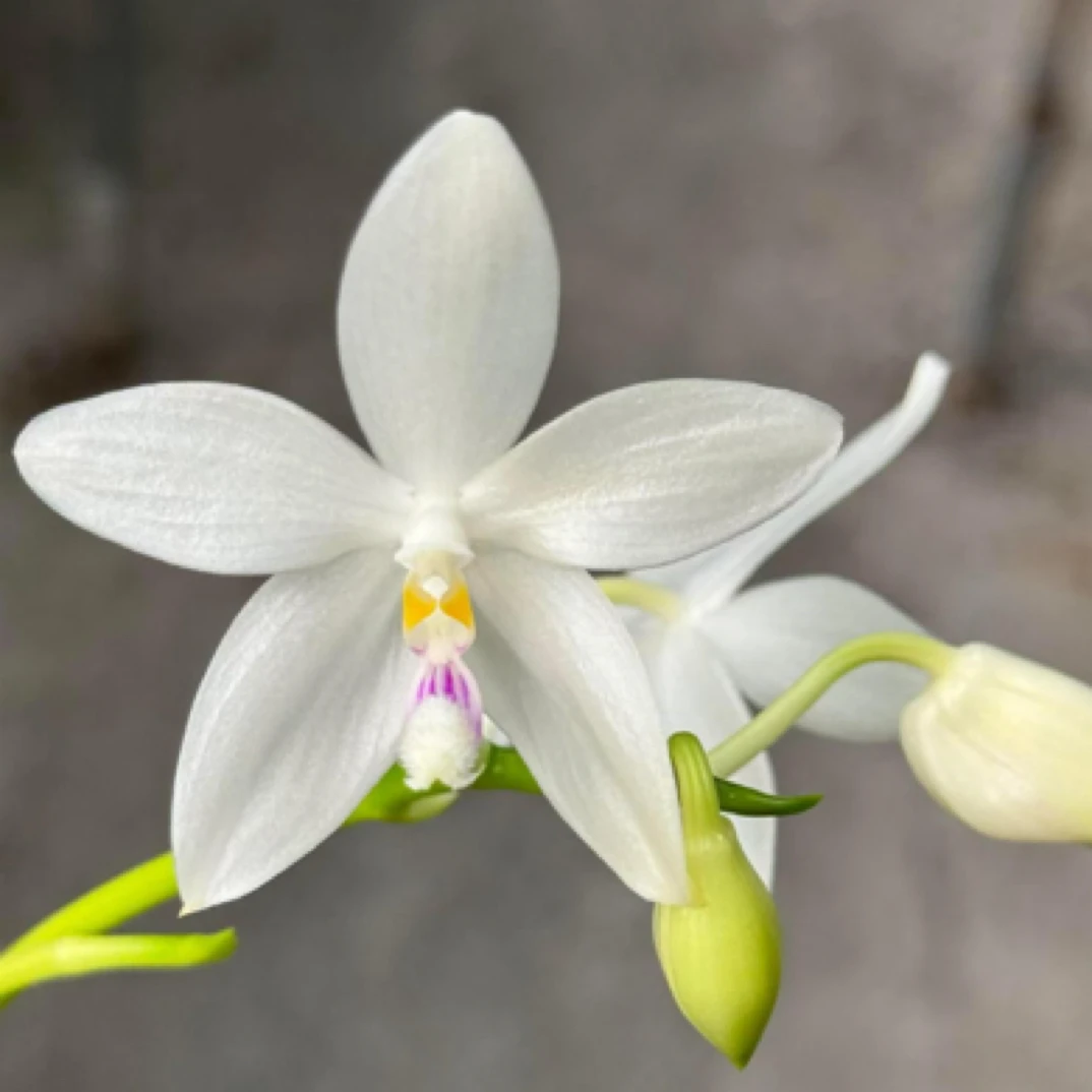 原生种蝴蝶兰2.8寸加高杯红唇分生