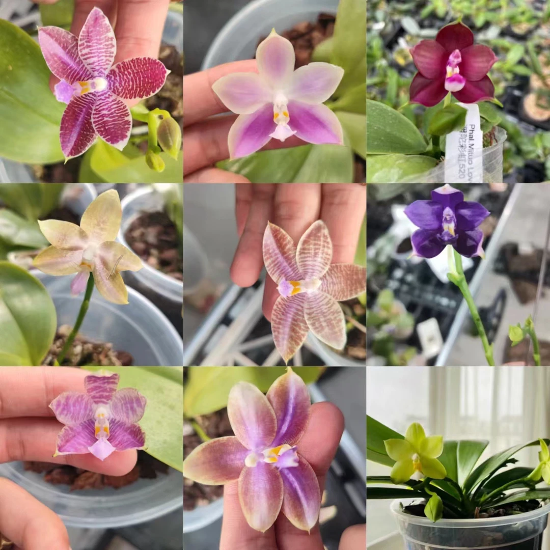 蝴蝶兰原生种直播专属链接，一物一拍链接