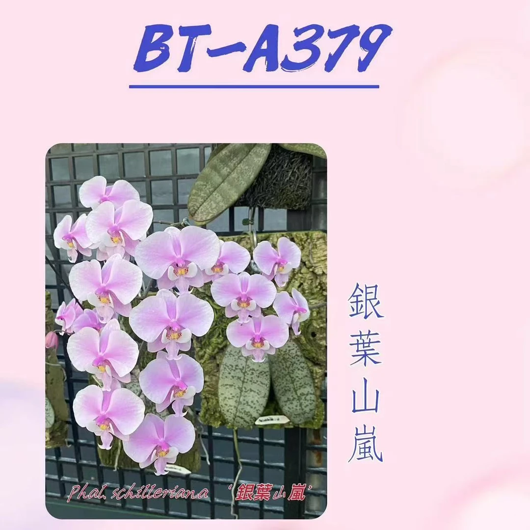 原生种西雷丽大树兰园BT-379瓶苗一瓶16颗