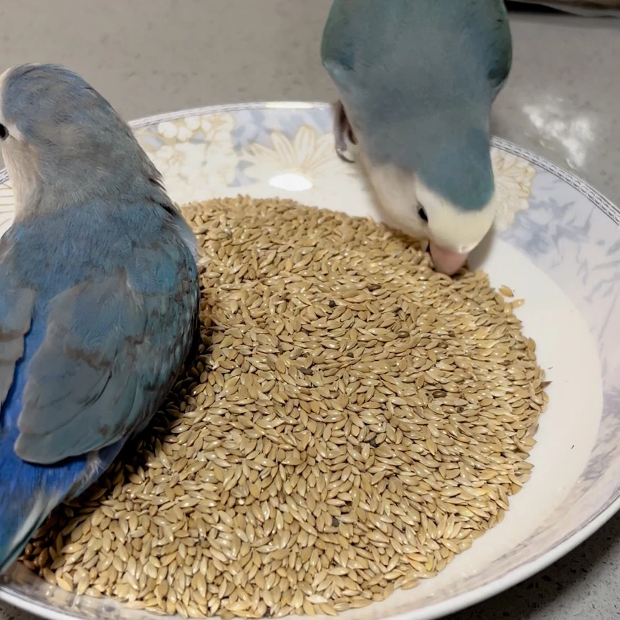 牡丹玄凤鹦鹉加纳利子鸟食饲料换毛食粮鸟粮